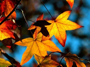 autumn-leaves-light
