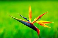 Birds of Paradise