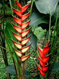 Heliconia