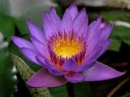 Thai Lotus Flower