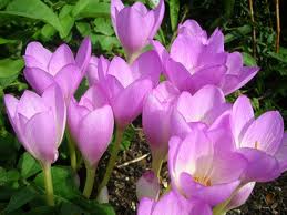 Colchicum