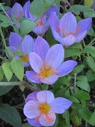 Fall Crocus