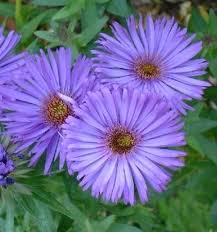 New England Asters