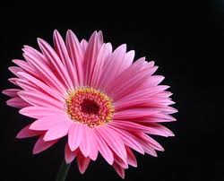 The Gerber Daisy