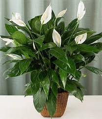 The Peace Lily
