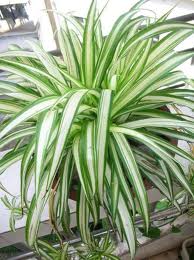 The Spider Plant