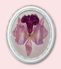 orchid flower preservation